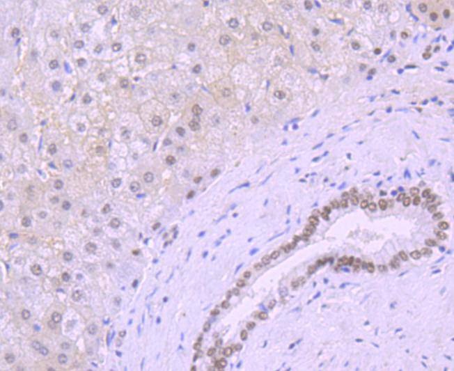 Anti-KLF4 Antibody (8B968)