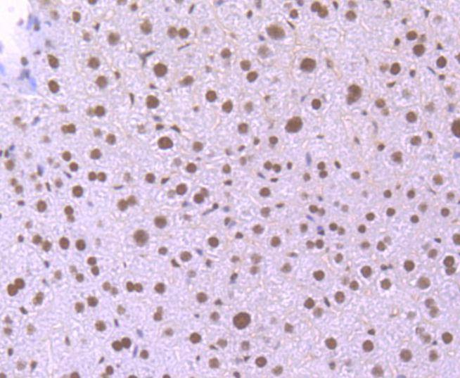Anti-KLF4 Antibody (8B968)