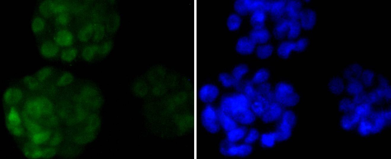 Anti-NANOG Antibody (5J818)