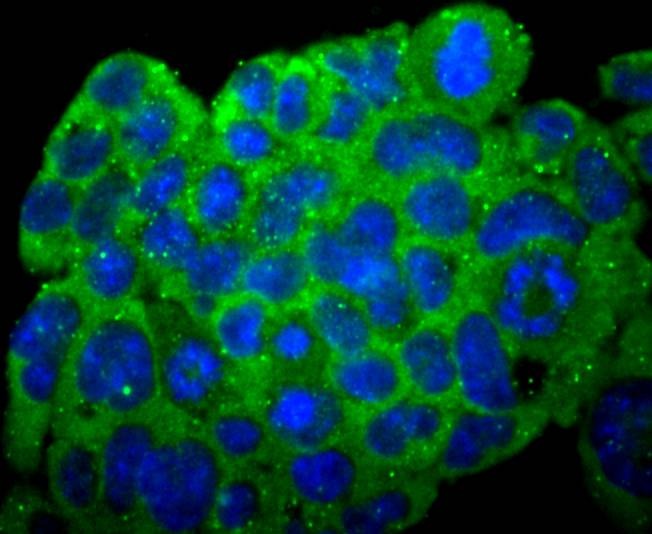 Anti-N Cadherin Antibody (2D207)