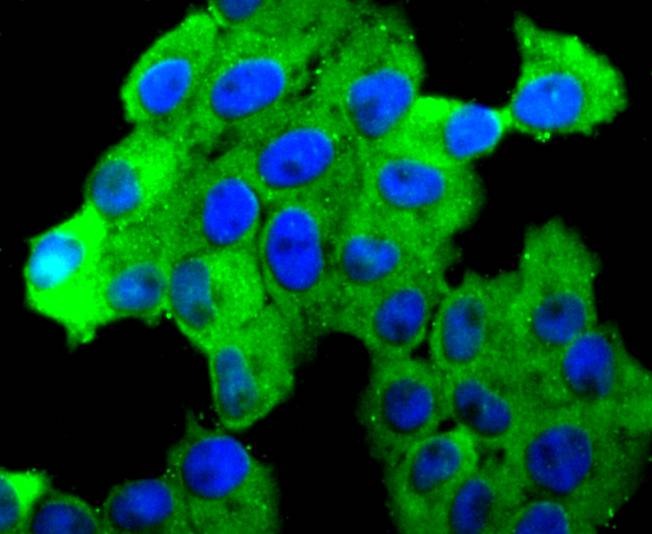 Anti-N Cadherin Antibody (2D207)