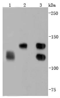 Anti-N Cadherin Antibody (2D207)