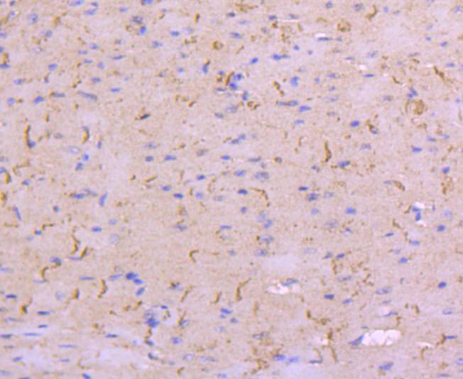 Anti-N Cadherin Antibody (2D207)