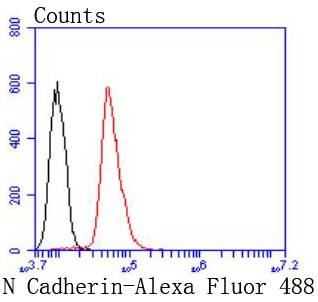 Anti-N Cadherin Antibody (2D207)