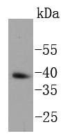 Anti-NANOG Antibody (5J818)