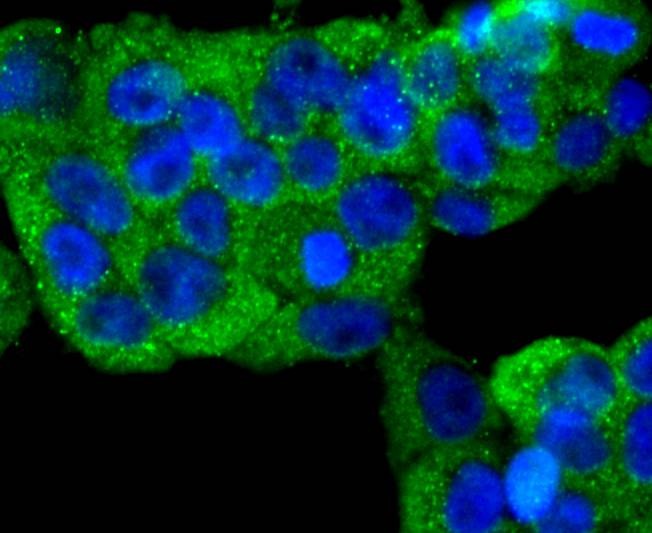 Anti-N Cadherin Antibody (2D207)