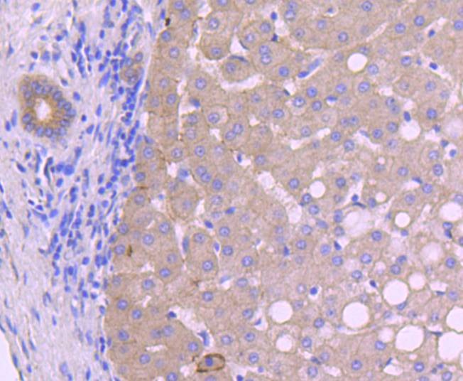 Anti-N Cadherin Antibody (2D207)
