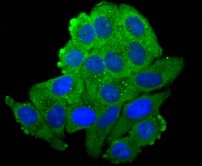 Anti-N Cadherin Antibody (2D207)
