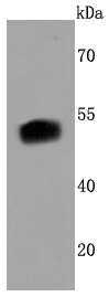 Anti-FOXA2 Antibody (8N555)