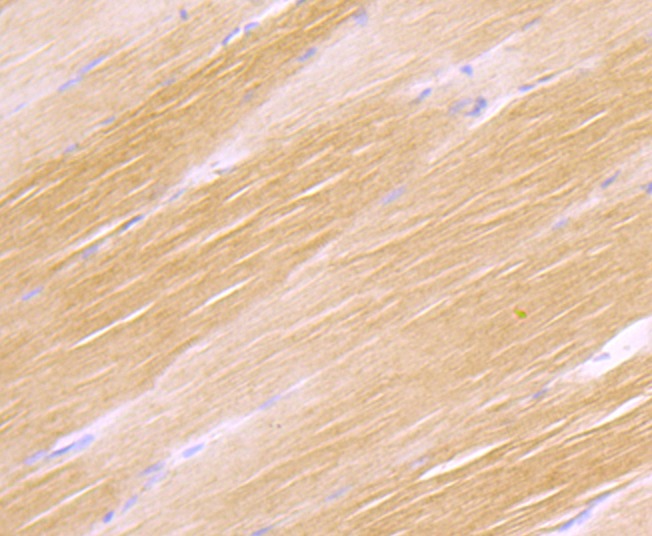 Anti-H Cadherin Antibody (2P227)