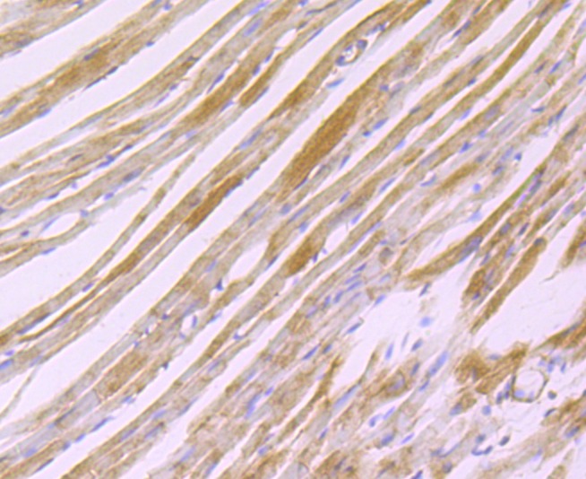 Anti-H Cadherin Antibody (2P227)