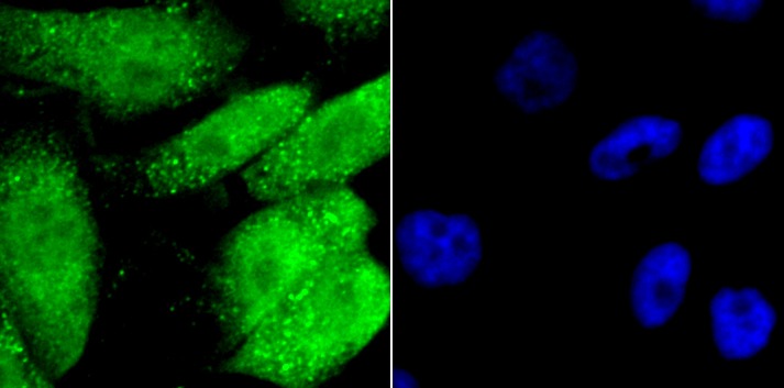 Anti-GATA4 Antibody (7E88)