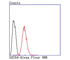 Anti-GATA4 Antibody (7E88)