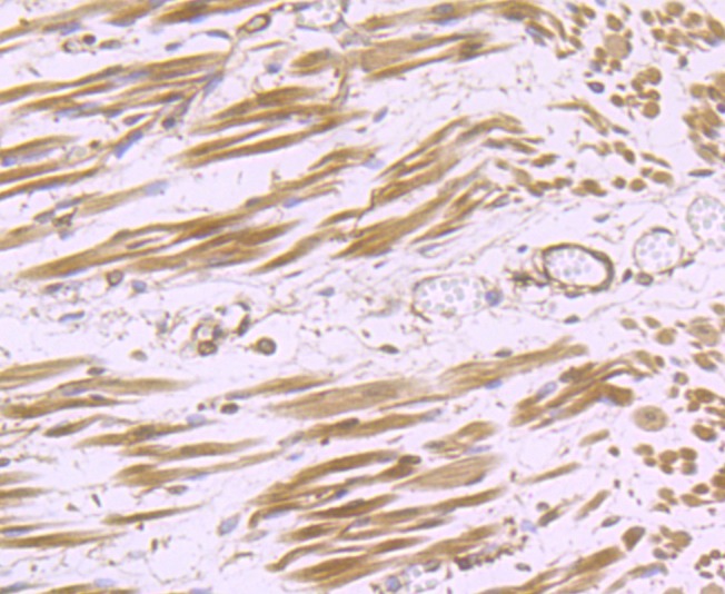 Anti-H Cadherin Antibody (2P227)