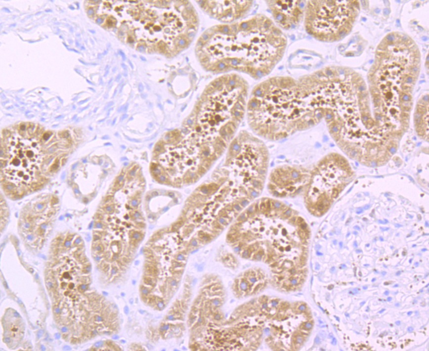 Anti-H Cadherin Antibody (2P227)