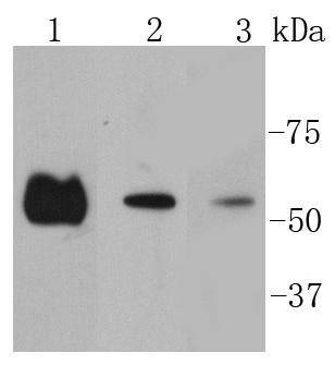 Anti-SMAD2 Antibody (4E423)