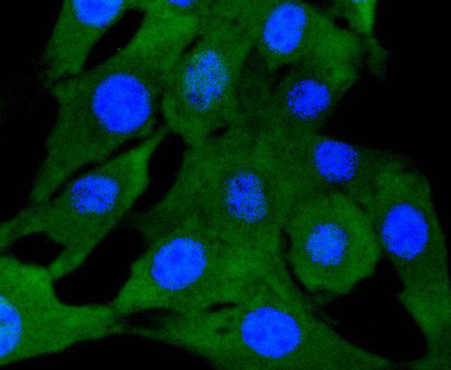 Anti-SMAD2 Antibody (4E423)