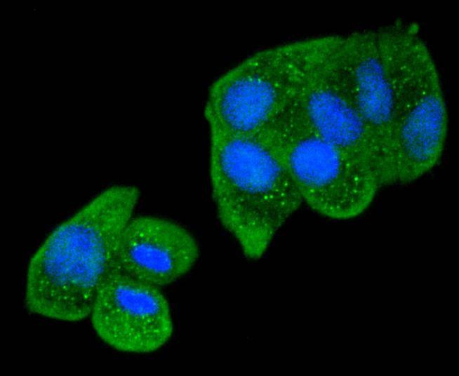 Anti-SMAD2 Antibody (4E423)