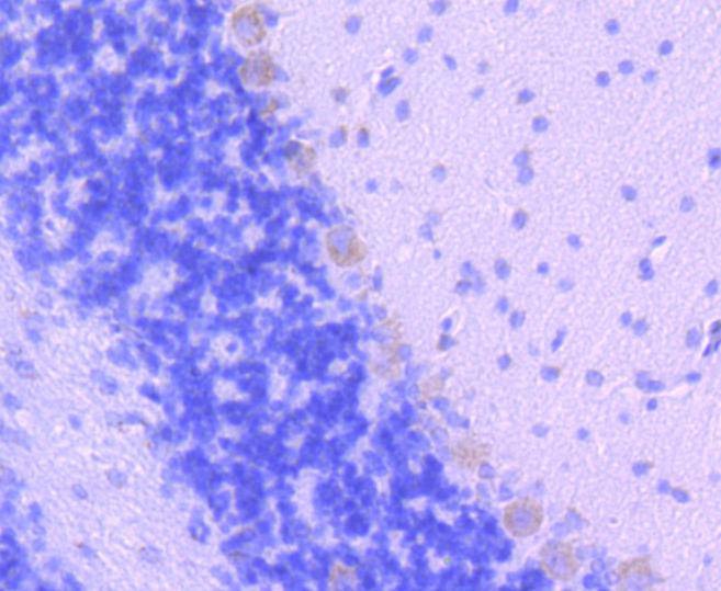 Anti-SMAD2 Antibody (4E423)