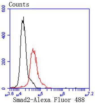 Anti-SMAD2 Antibody (4E423)