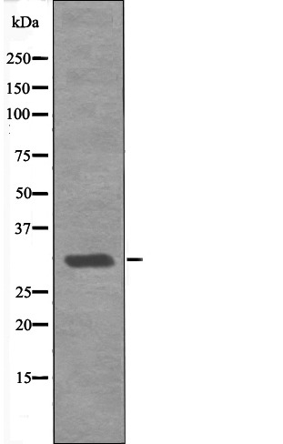 Anti-Phospho-MBP (Thr232) Polyclonal Antibody