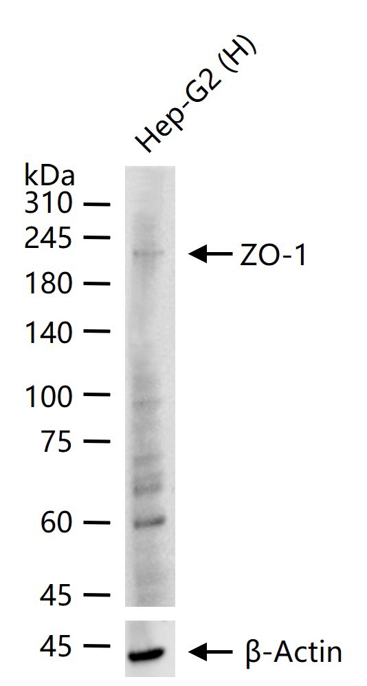 Anti-ZO-1/TJP1 Polyclonal Antibody