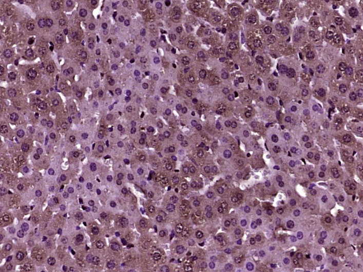 Anti-Wnt11 Polyclonal Antibody