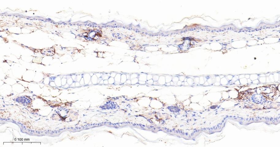 Anti-FAP Polyclonal Antibody 2