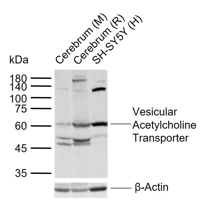 Anti-Vesicular Acetylcholine Transporter Polyclonal Antibody