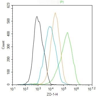 Anti-ZO-1/TJP1 Polyclonal Antibody