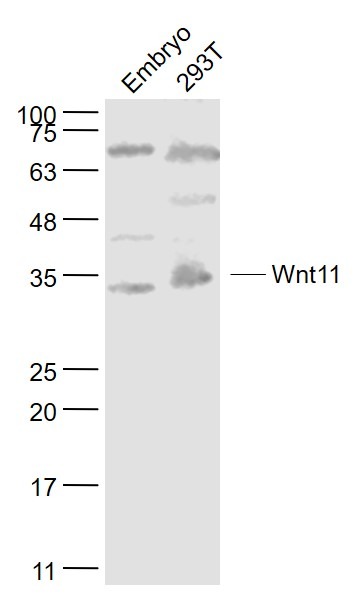 Anti-Wnt11 Polyclonal Antibody