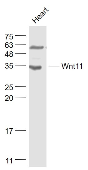 Anti-Wnt11 Polyclonal Antibody
