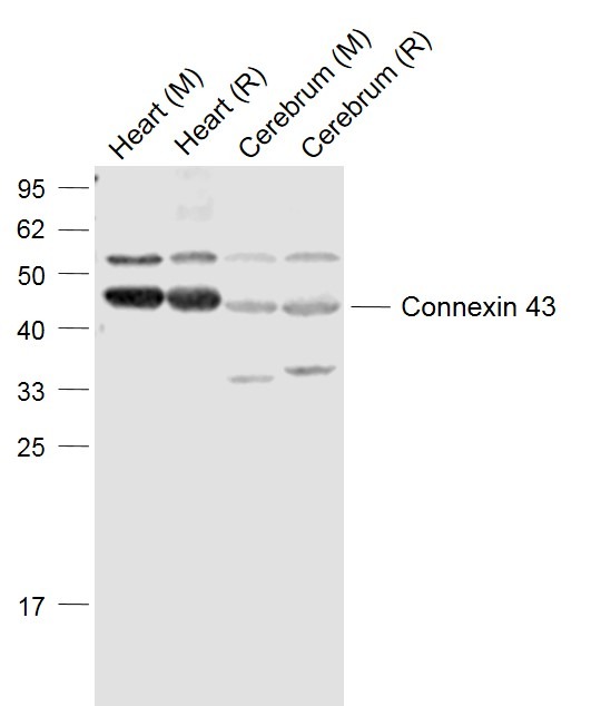 Anti-GJA1 Polyclonal Antibody