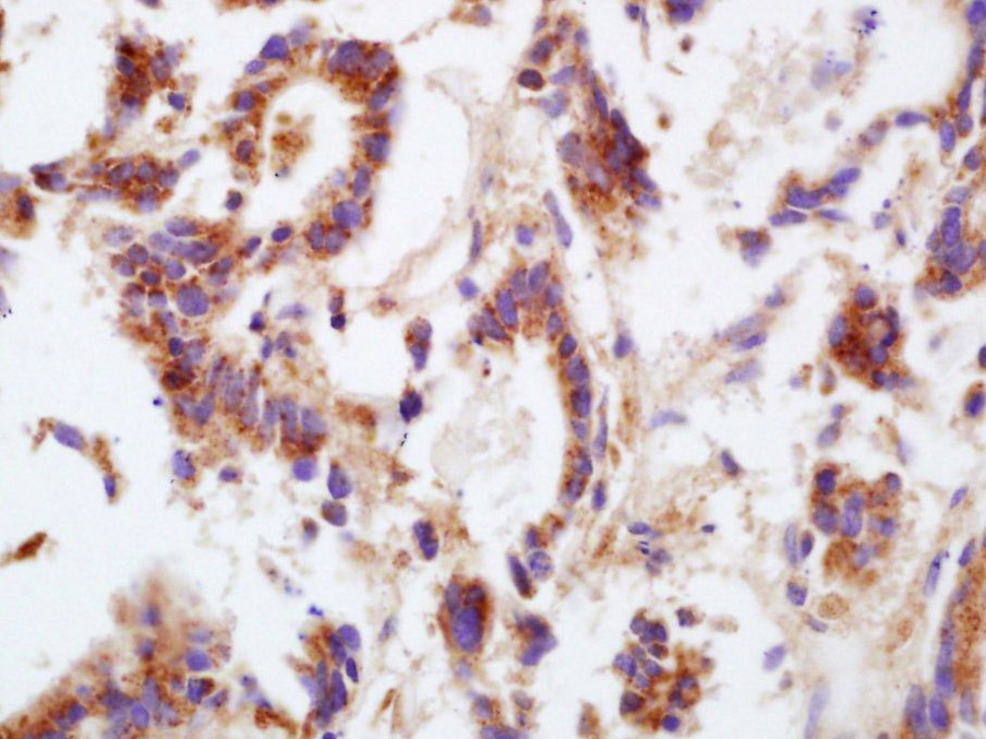 Anti-GJA1 Polyclonal Antibody