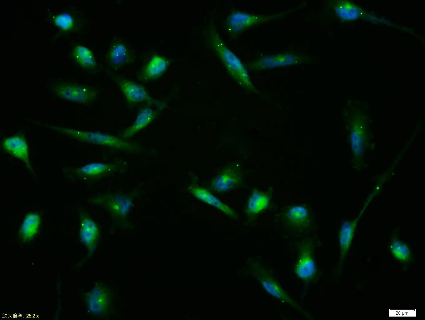 Anti-GJA1 Polyclonal Antibody