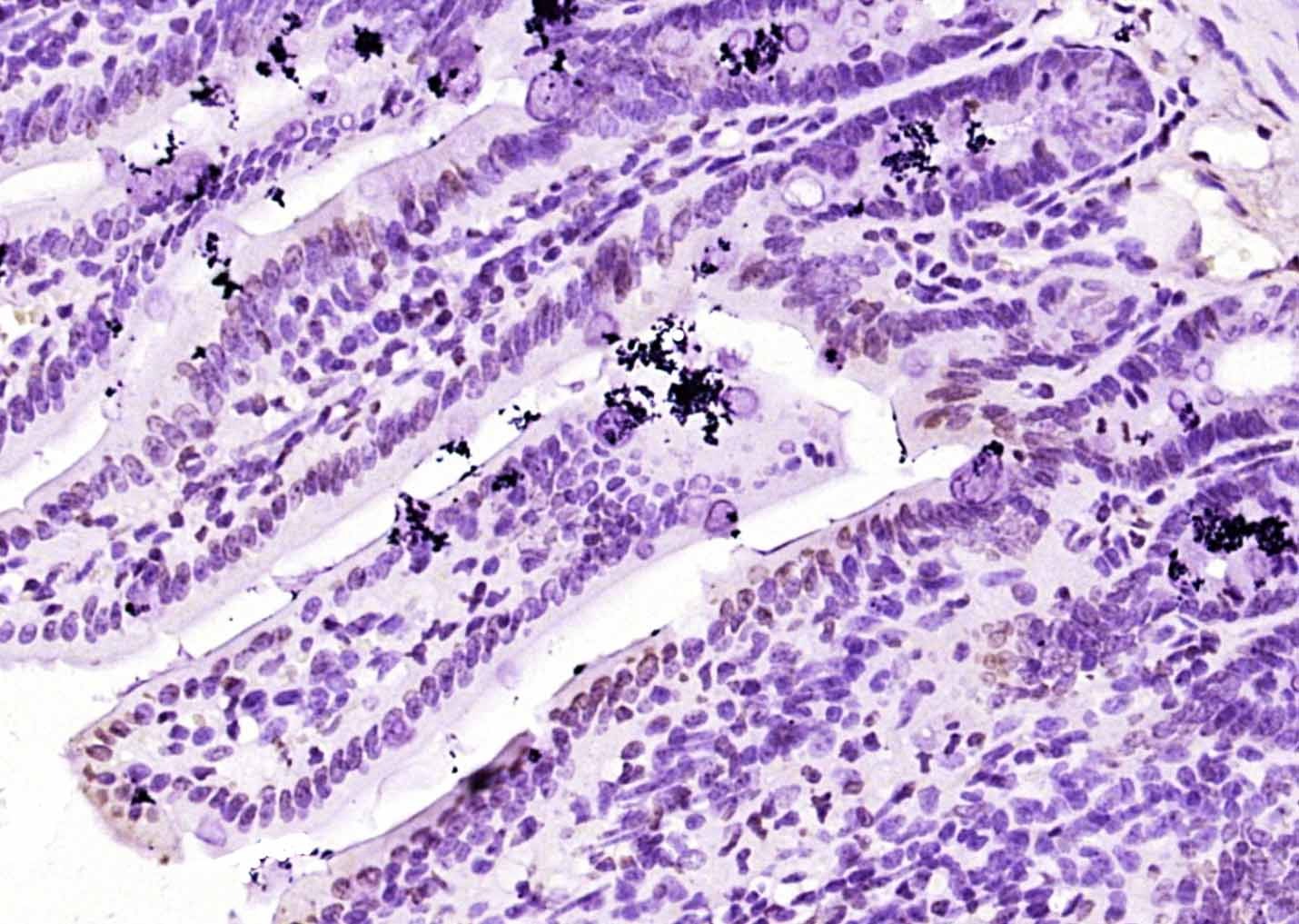 Anti-GATA6 Polyclonal Antibody