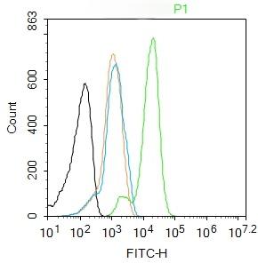 Anti-KLF4 Polyclonal Antibody