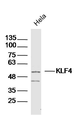 Anti-KLF4 Polyclonal Antibody