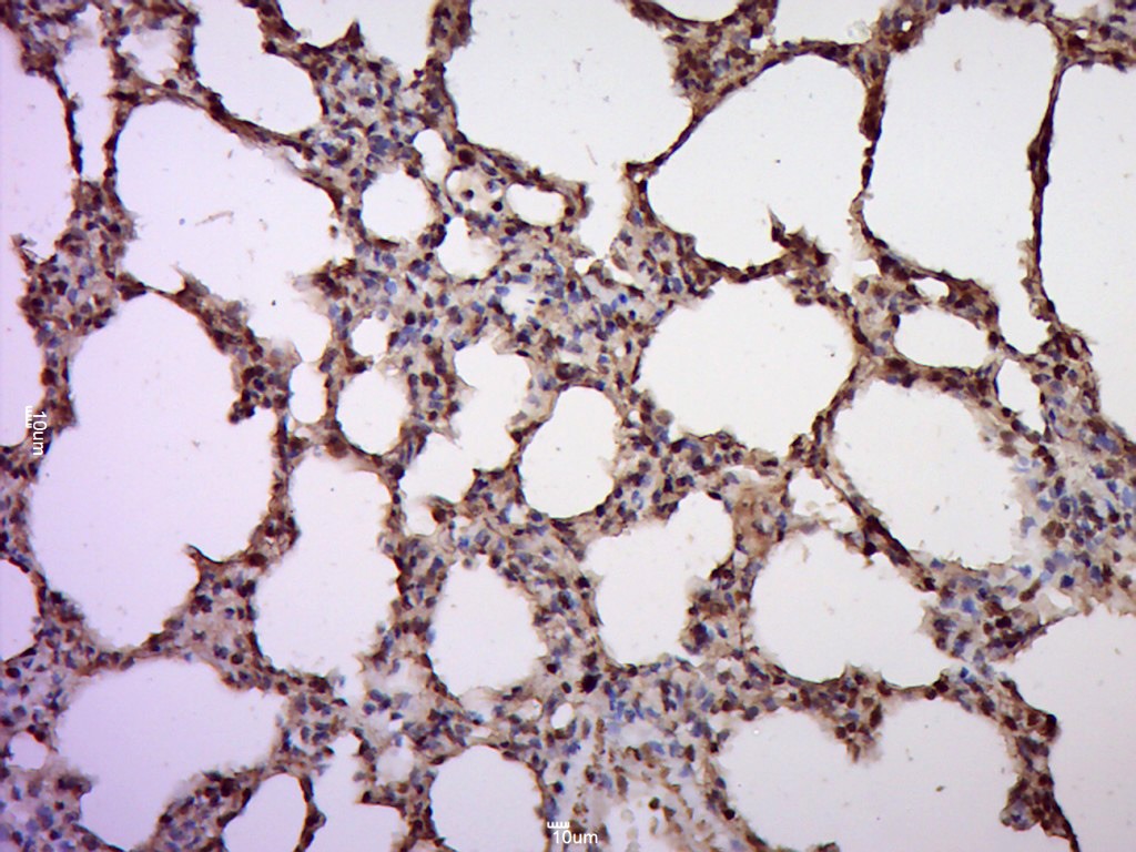 Anti-KLF4 Polyclonal Antibody