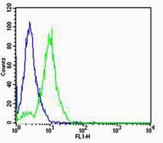 Anti-FOXA2 Polyclonal Antibody