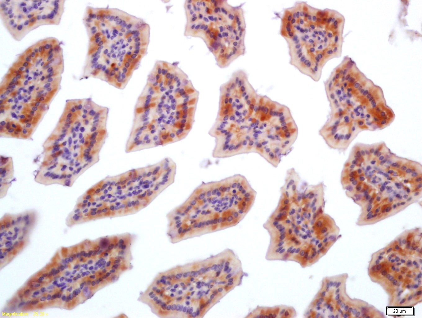 Anti-FGFBP1 Polyclonal Antibody