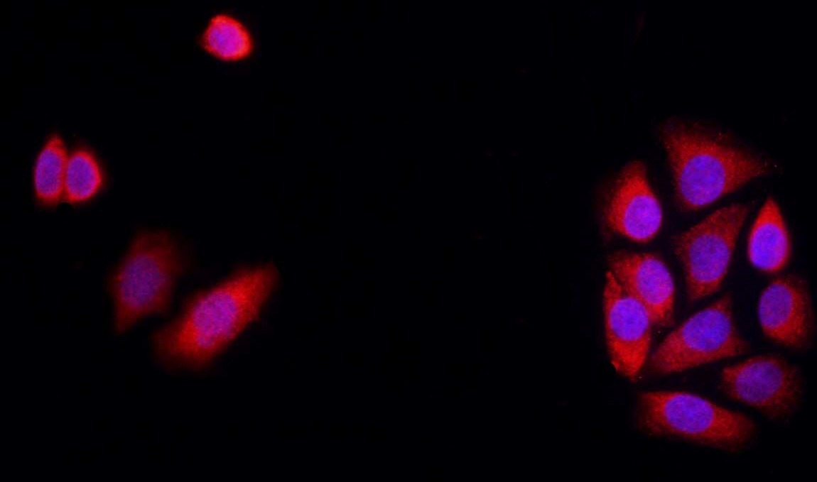 Anti-GJA1 Polyclonal Antibody