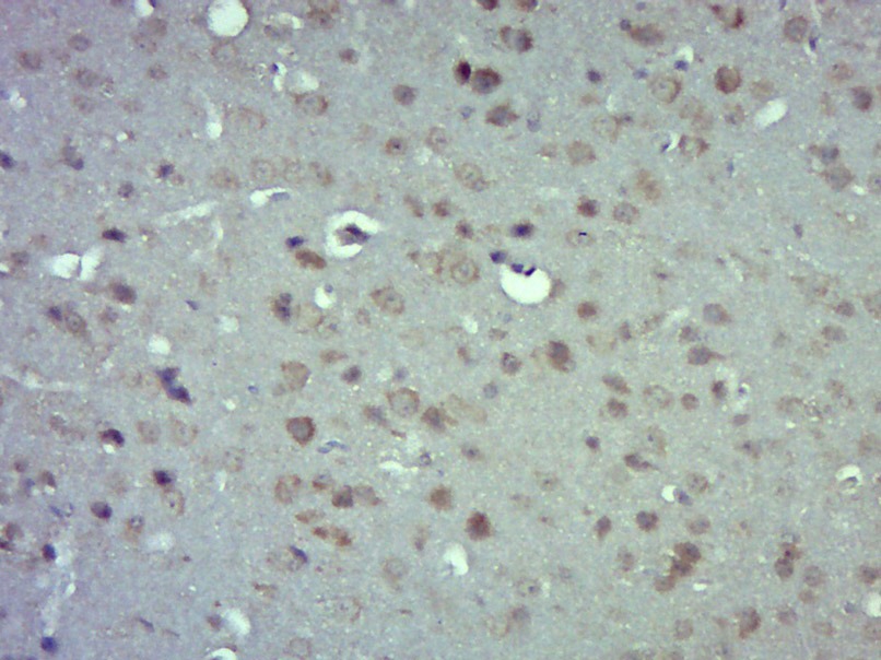 Anti-GJA1 Polyclonal Antibody