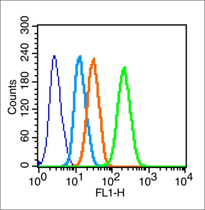 Anti-GJA1 Polyclonal Antibody