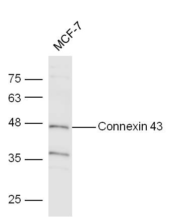Anti-GJA1 Polyclonal Antibody