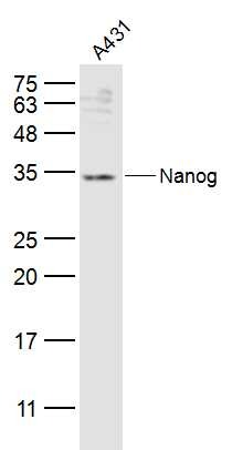 Anti-NANOG Polyclonal Antibody 2