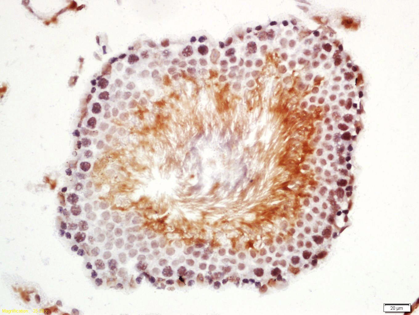 Anti-NANOG Polyclonal Antibody 2