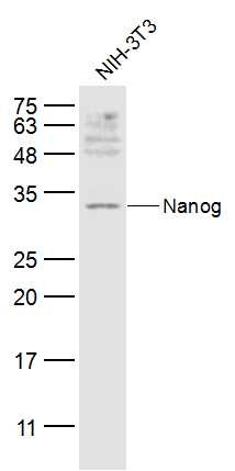 Anti-NANOG Polyclonal Antibody 2