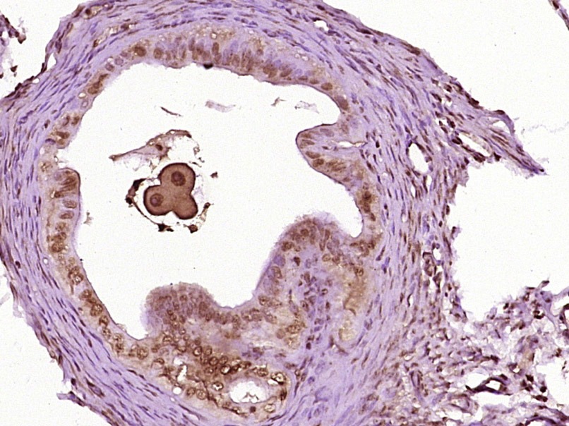 Anti-NANOG Polyclonal Antibody 2