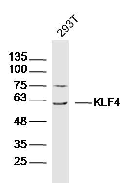 Anti-KLF4 Polyclonal Antibody